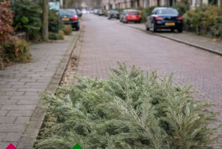 Kerstboomwebsite